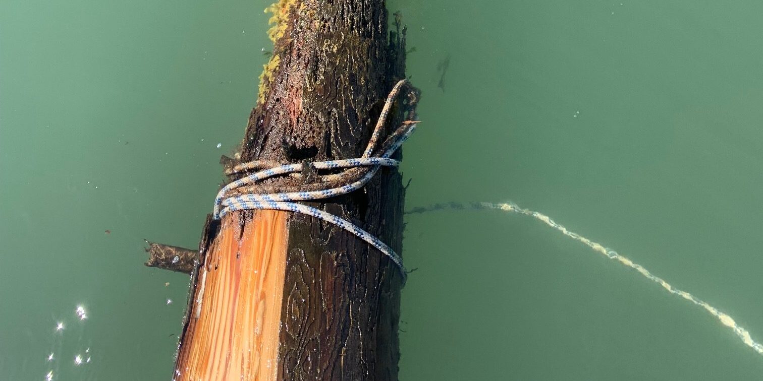 SCUBA Pile Inspections for Marine Biofouling Damage - Loch Lomond Marina, San Rafael, Marin County, California